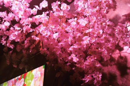 花見シーズン★桜パーティ